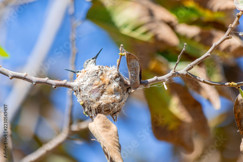 Hummingbird chick in its nest being fed by its mother