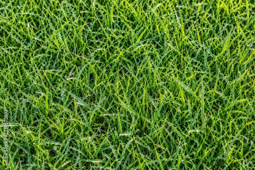 Fresh green grass blades with delicate morning dew