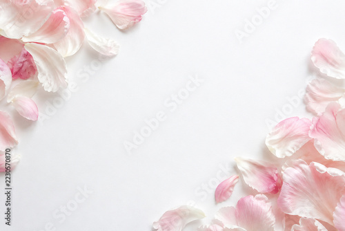 Pink peony petals framing a clean white background