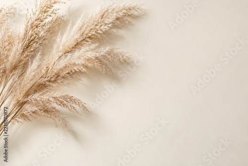 Dry beige pampas plumes on a warm neutral background