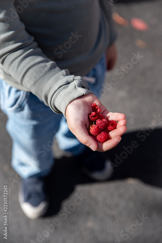 Close-up of kid hands with fresh ripe raspberries over dark burgundy autumn leaves