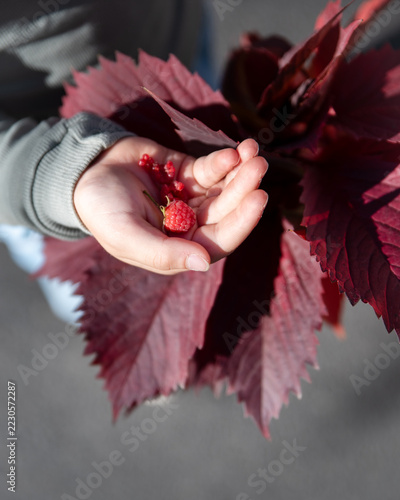 Child holding a handful of fresh red raspberries in palms outdoors in autumn