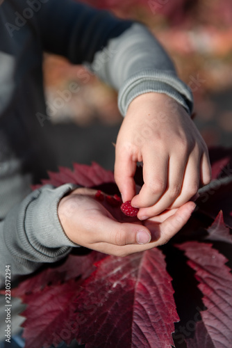 Close-up of kid hands with fresh ripe raspberries over dark burgundy autumn leaves