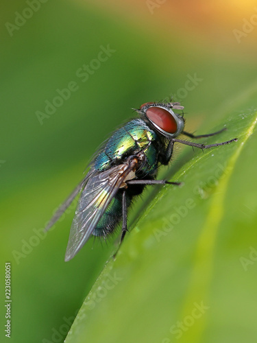 close-up of a green bottle fly lucilia sericata with iridescent metallic body and red eyes resting on green leaf in nature and sunlight