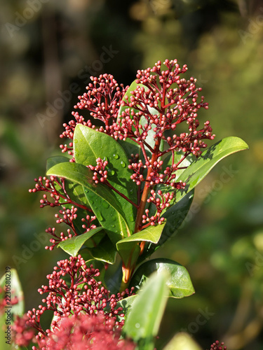 close-up of red small flower buds against the green leaves of a Skimmia japonica shrub outdoors in a natural garden setting in sunlight and blurred background