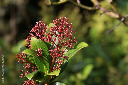 close-up of red small flower buds against the green leaves of a Skimmia japonica shrub outdoors in a natural garden setting in sunlight and blurred background
