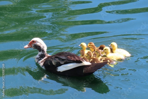 Muscovy duck with ducklings at the pond in Florida nature
