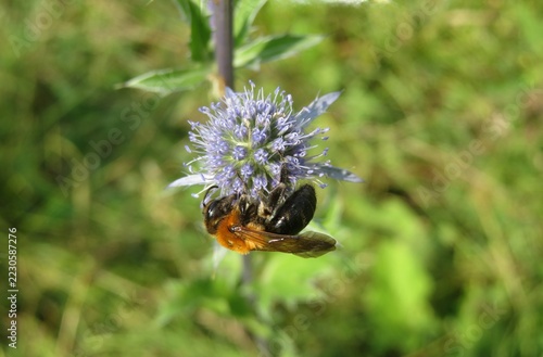 Bumblebee on eryngo flower in the garden, closeup