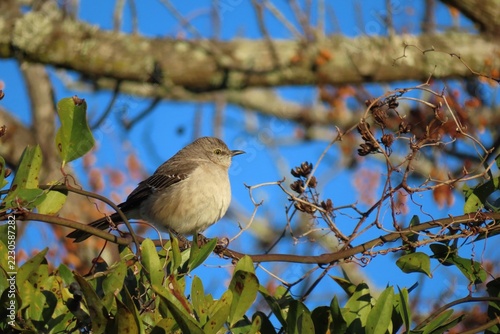 Northern Mockingbird chick on tree in Florida nature, closeup