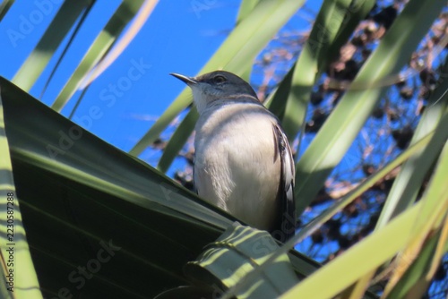 Northern Mockingbird bird on palmtree in Florida nature, closeup
