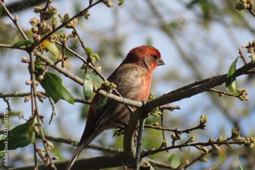 Male House Finch perched on a tree in Florida nature, closeup