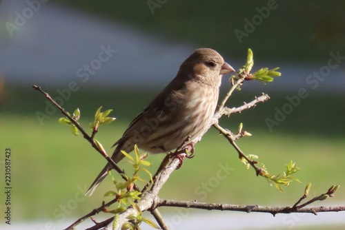Female House Finch perched on a branch in Florida nature