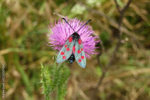Zygaena butterfly on thistle flower in the meadow