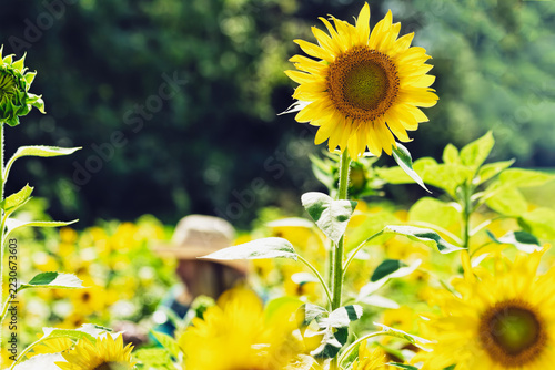 Tall Sunflower Field