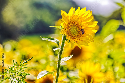Bee on Sunflower