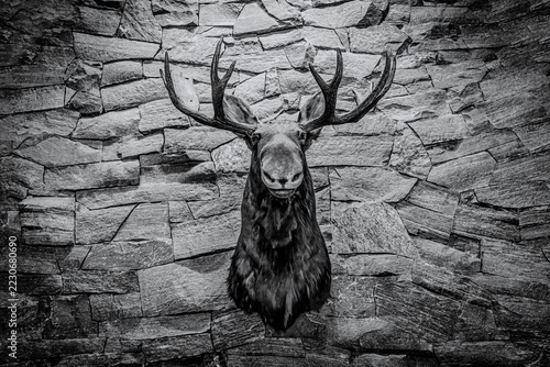 Black and white photo of a taxidermy moose head on a rustic stone wall at Killarney Mountain Lodge in Ontario.