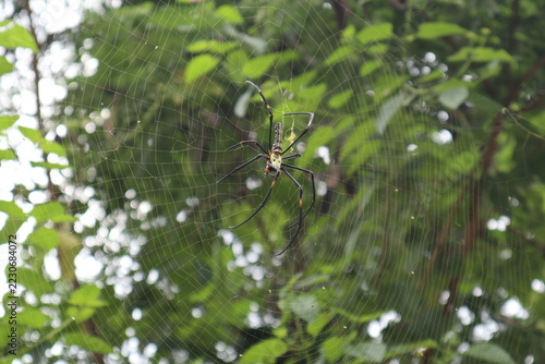 Spider, chiang mai, thailand