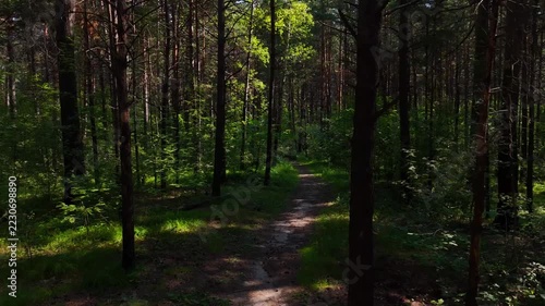 A drone flight over a narrow path in a dense pine forest on a sunny summer morning. Pine forest, Novosibirsk, Russia.