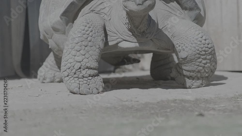 Close-Up Portrait of a Giant Tortoise Turning Its Head