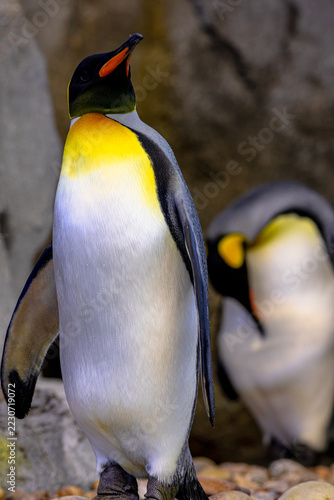 Obraz na plátně King penguin standing on textured grey rocks, side profile tilted upward into light, showcasing striking black, orange and white plumage against a dark backdrop