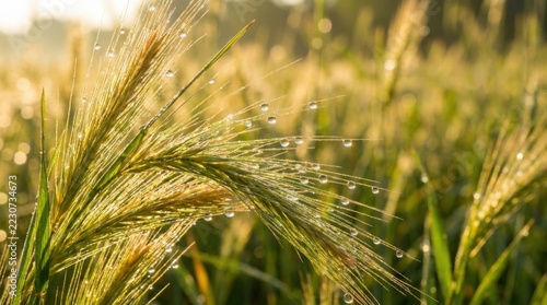 Dewy C4 bunchgrass spikelets and golden seed awns dense with photosynthetic biomass enrichment in morning sun.