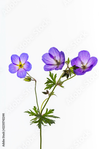 Meadow Cranesbill isolated on white background 