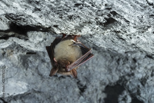 Greater mouse-eared bat, mouse-ear, myotis myotis, bats, chiroptera, bats, mammals, mammals, winter sleep, hibernation