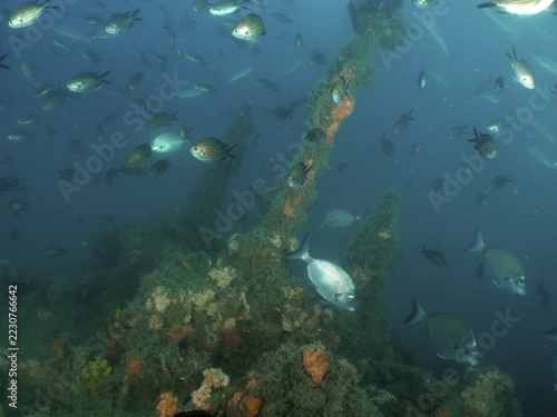 Many fish romp around a wreck covered with sea sponges and algae, Giuseppe Dezza wreck dive site, Pula, Croatia, Mediterranean