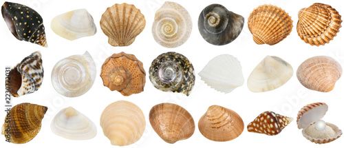 Obraz na plátně collection of diverse natural seashells in various shapes and sizes, showcasing their intricate patterns and beautiful textures