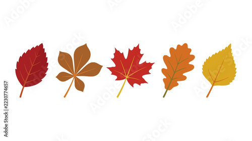 A collection of colorful autumn leaves isolated on white background