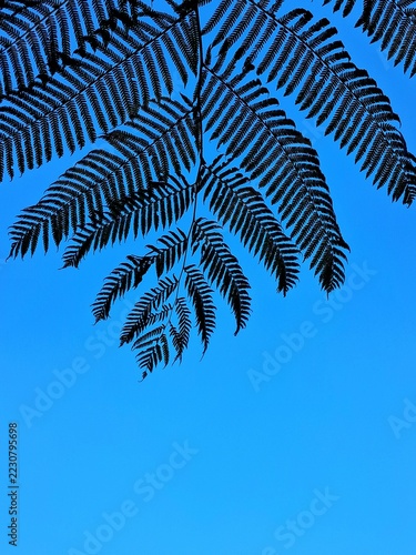Silhouette of fern like tropical tree foliage against clear blue sky with copy space.