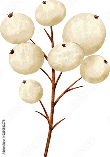Watercolor White Berry Branch Botanical Element