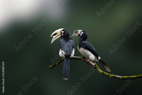 stunning wildlife portrait, female Oriental pied hornbill preening her mate on mossy branch, intimate allopreening behavior to strengthen their pair bond against dark, smooth background