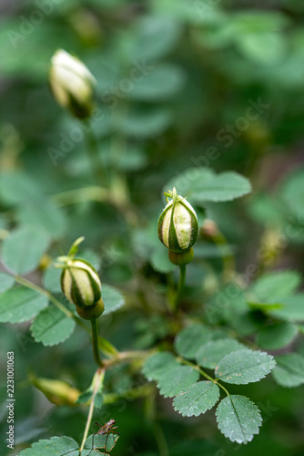 Close-up of unopened white rosehip buds among green leaves. Concept of new beginning and spring awakening