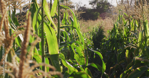 Image of eco farm with corns and vegetables on sunny day