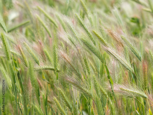 Green wall barley grass (Hordeum murinum) spikes close up in a sunny summer field