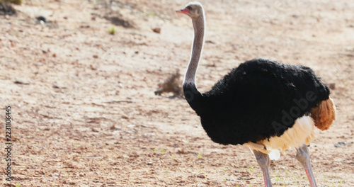Ostrich standing on a dusty land on a sunny day 4k
