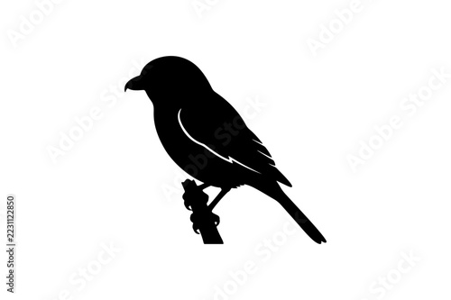 minimalist black silhouette small bird perched