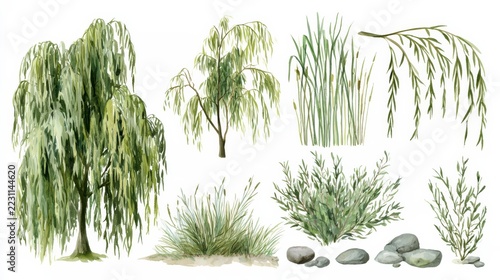 Watercolor study of willow trees, branches, leaves, and shrubs on a white background