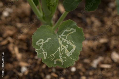 leaf miner on broccoli plant