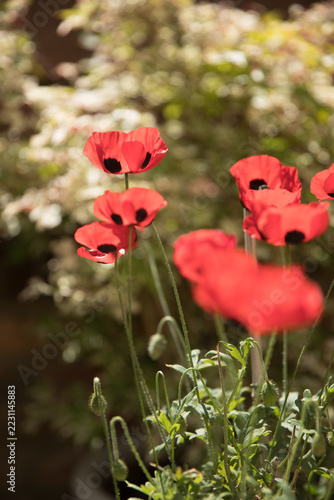 ladybird poppies in wildflower meadow