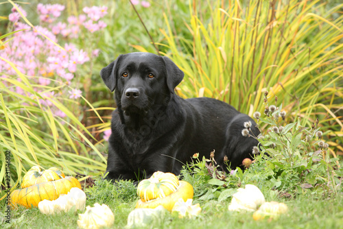 Nice black labrador retriever in the garden