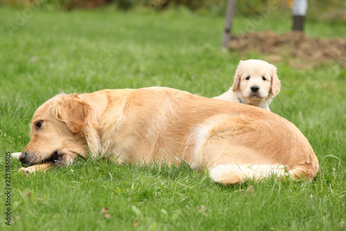 Amazing gold retriever bitch with its puppies
