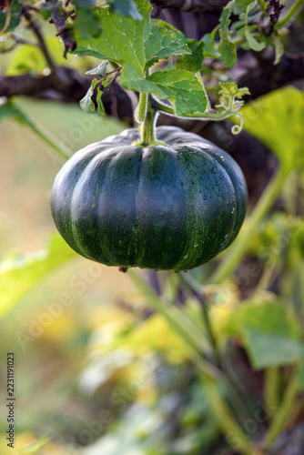 Dettaglio di una zucca verde tonda che cresce sul tralcio con gocce di rugiada