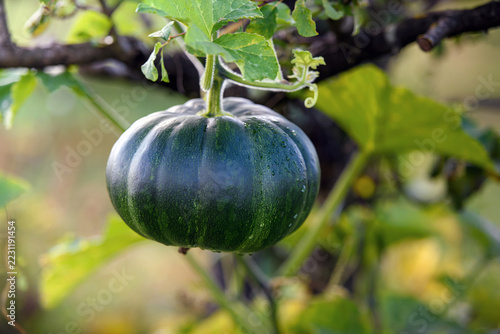 Dettaglio di una zucca verde tonda che cresce sul tralcio con gocce di rugiada