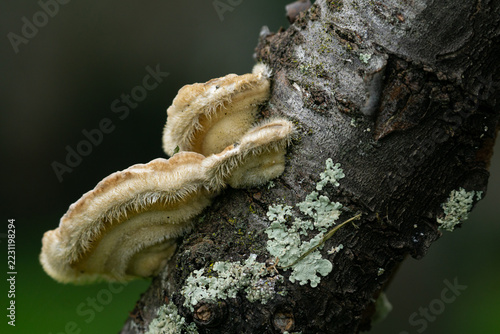 Vue rapprochée de trois-quarts d'un champignon Tramète et de lichen poussant sur une branche de bois mort