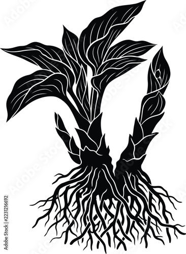 Black and white banana plant sprout with detailed root system flat vector