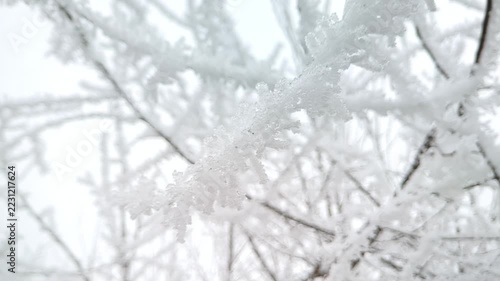 Needle-shaped rime frost ice crystals on branch, panning, close-up, soft light, high key. Micro-engineering metaphor and crystal structure.