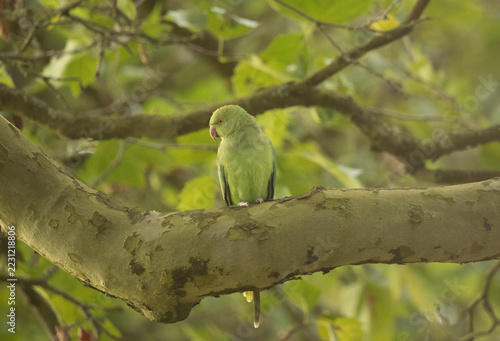 ring-necked parakeet in sefton park liverpool