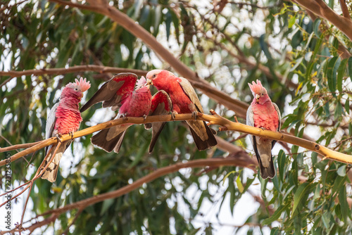 Close-up of Gallahs -Eolophus roseicapilla- sitting in a tree near Margaret River in Western Australia.